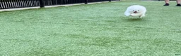 Pomeranian dogs for sale: Pomeranian 1 - Ad 1