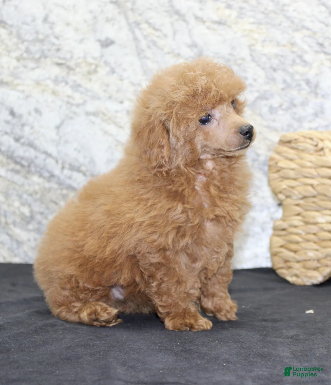 Miniature Poodle dogs for sale: Fifi - Ad 5
