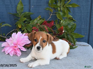 Jack Russell Terrier dogs - Ad 31