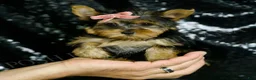 Yorkshire Terrier dogs for sale: Layla - Ad 6