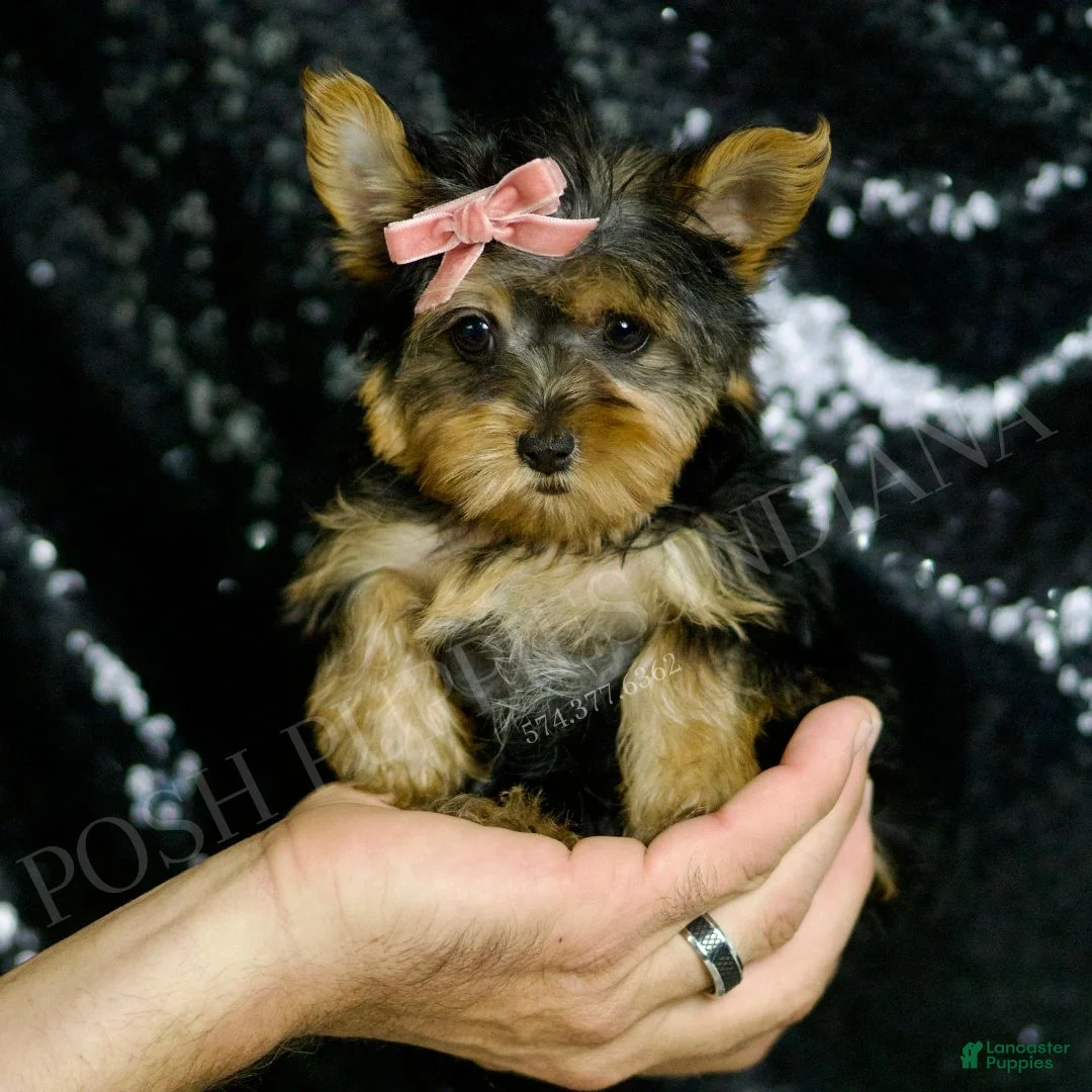 Yorkshire Terrier dogs for sale: Layla - Ad 6