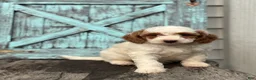 Mini Goldendoodle dogs for sale: Griffin - Ad 3