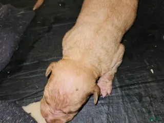 American Pit Bull Terrier dogs American Pit Bull Terrier 4 - Ad 19