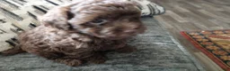 Doxiepoo dogs for sale: Doxiepoo 4 Coco - Ad 2