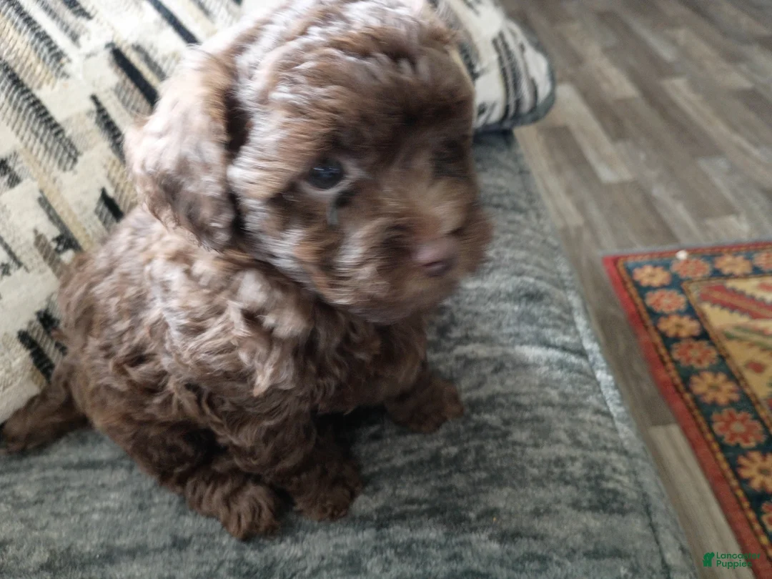Doxiepoo dogs for sale: Doxiepoo 4 Coco - Ad 2