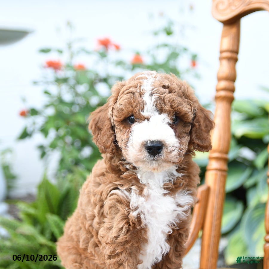 Mini Goldendoodle dogs Echo - Ad 2