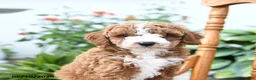 Mini Goldendoodle dogs for sale: Echo - Ad 2