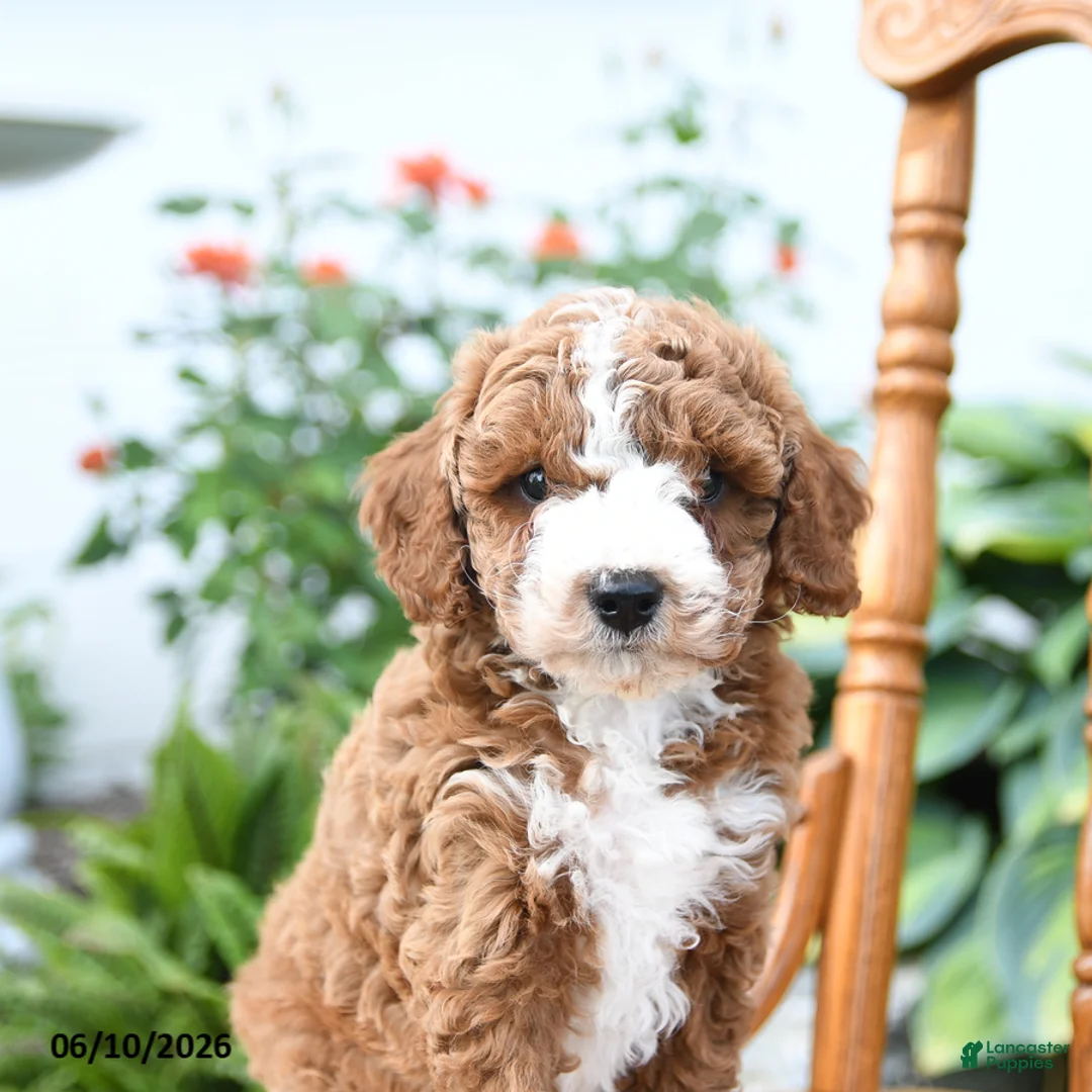 Mini Goldendoodle dogs for sale: Echo - Ad 2