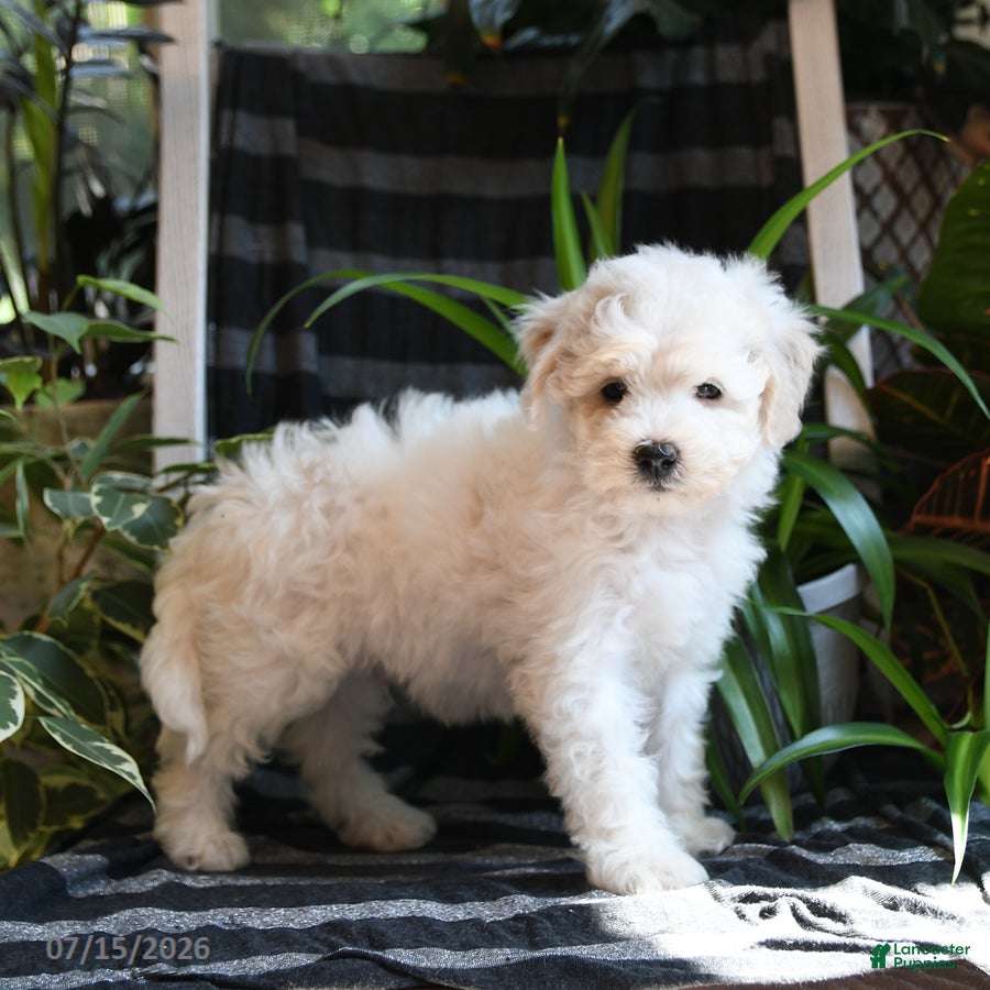 Bichpoo dogs Beau - Ad 2