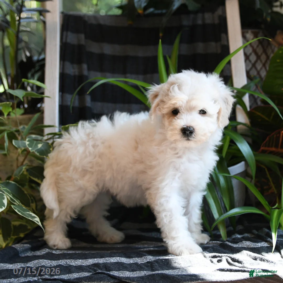 Bichpoo dogs for sale: Beau - Ad 2