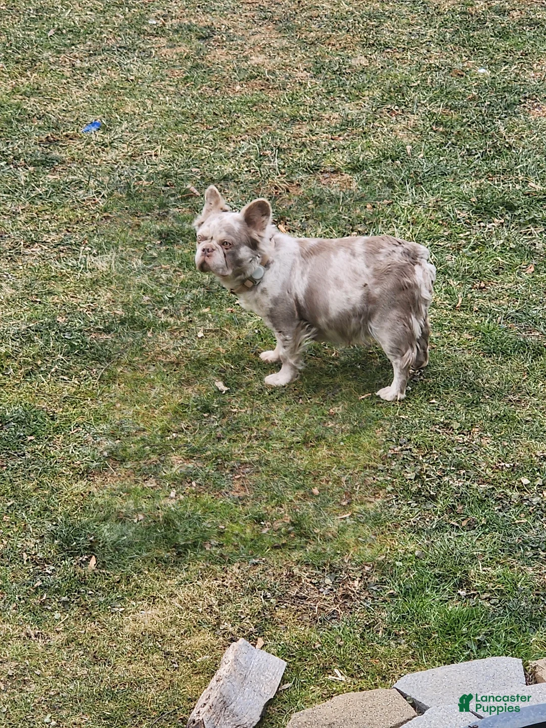 French Bulldog dogs for sale: French Bulldog Puppy 1 - Ad 6