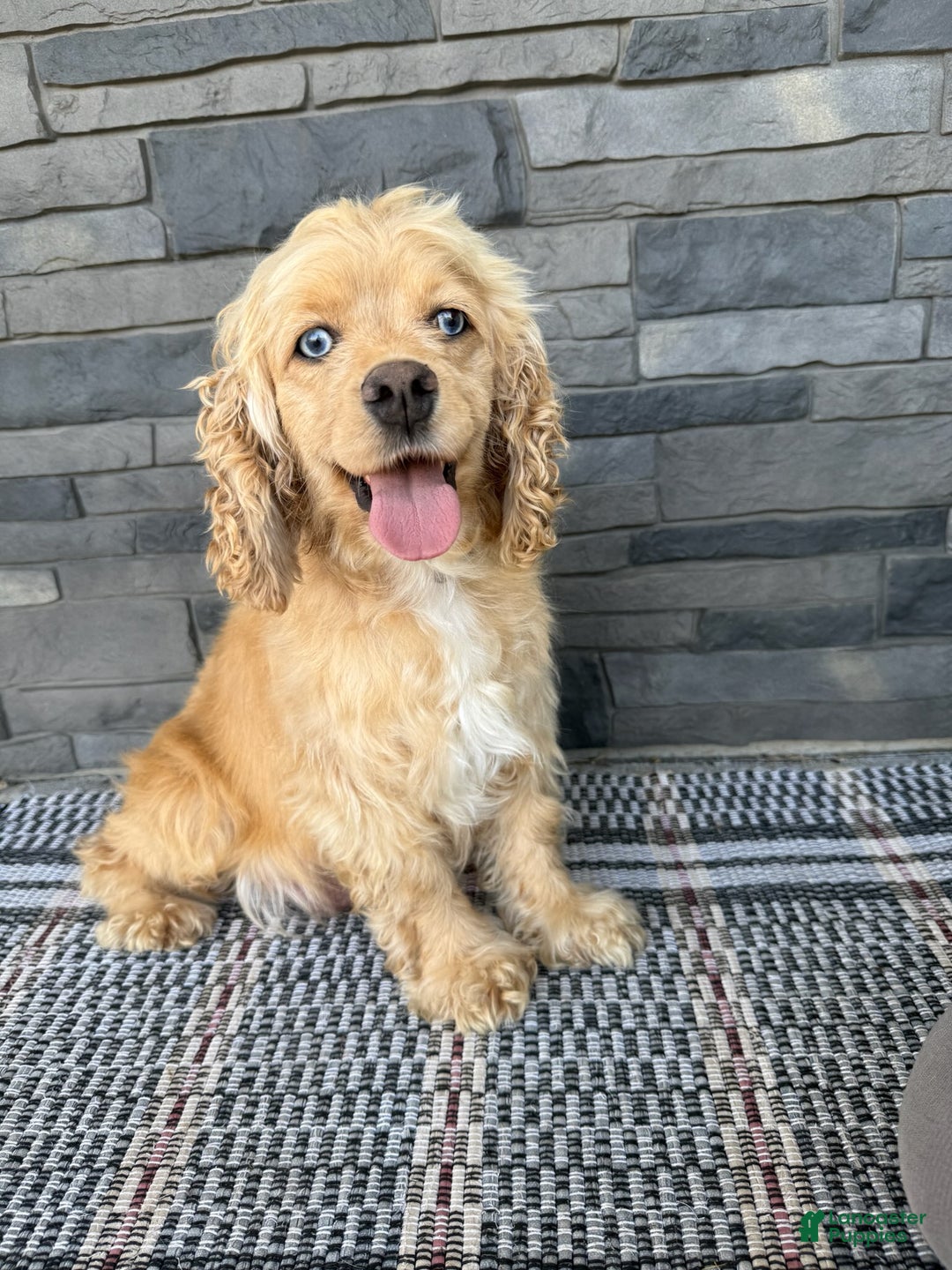 Cocker Spaniel dogs for sale: Daisy - Ad 18