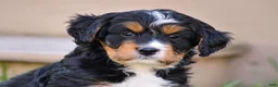 Mixed Breed dogs for sale: Sutton - Mini Bernedoodle - Ad 8