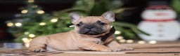 French Bulldog dogs for sale: Casper - Ad 6