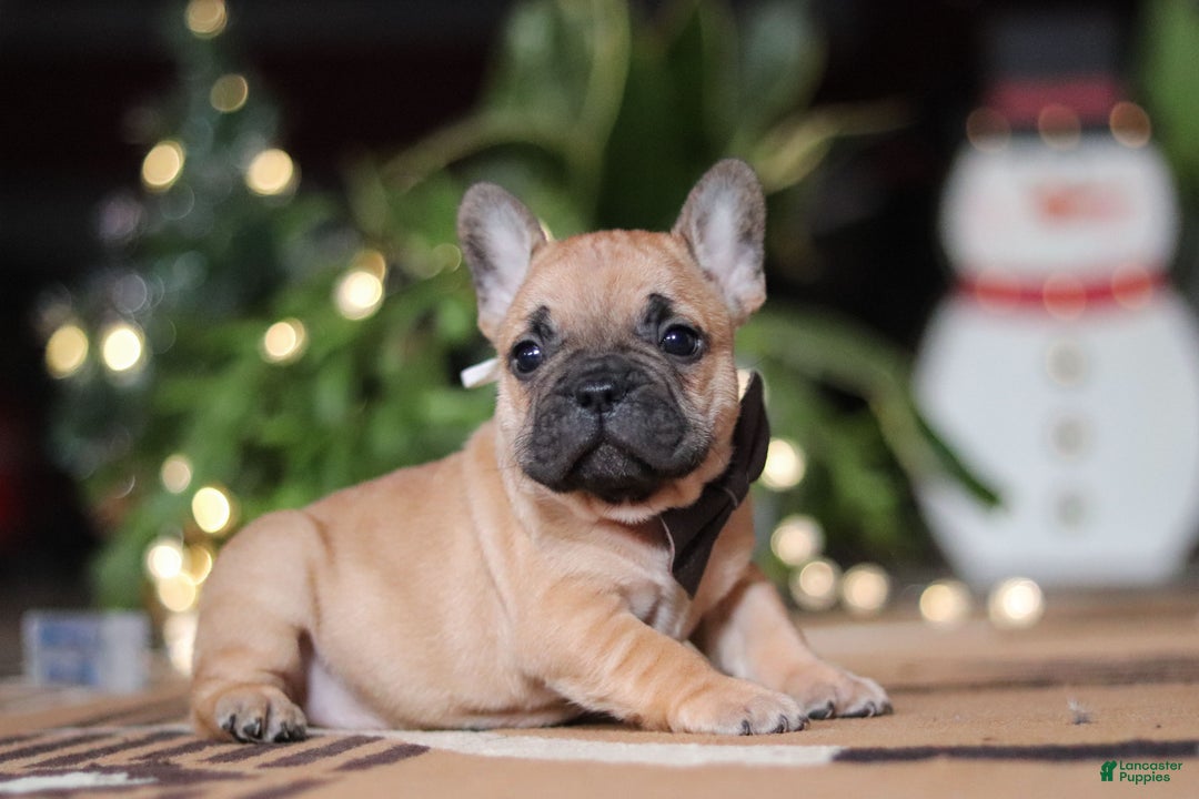 French Bulldog dogs for sale: Casper - Ad 6