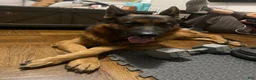 German Shepherd dogs for stud: German shepard - Ad 3