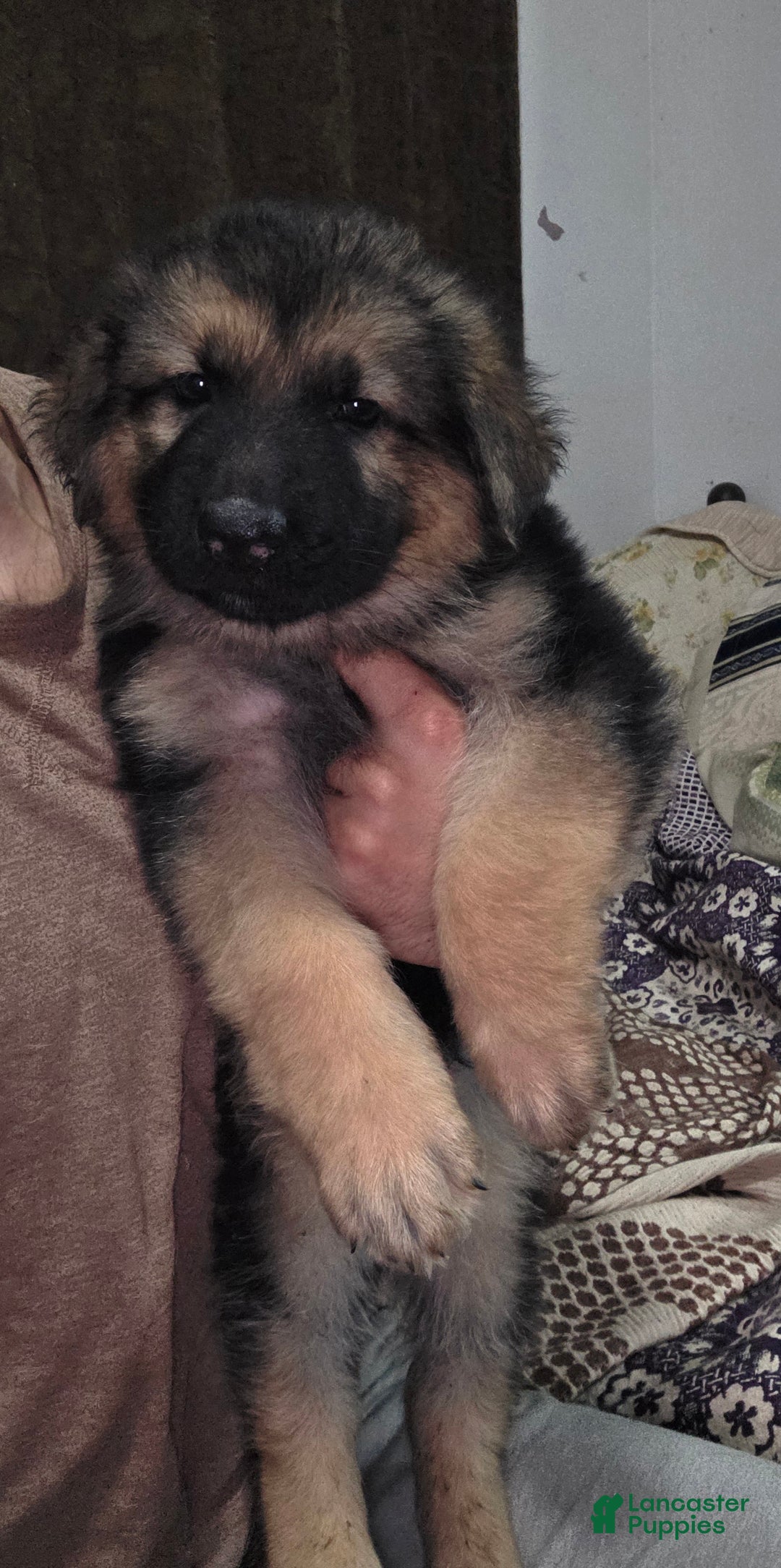 German Shepherd dogs for sale: Hulk (1) - Ad 2