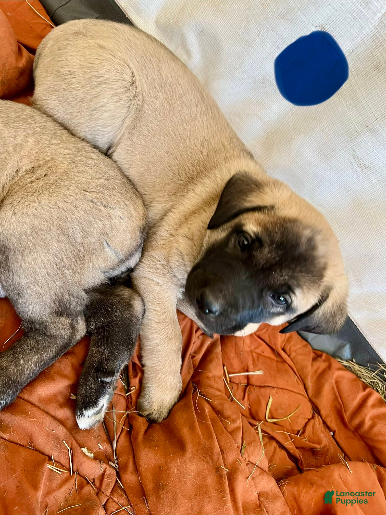 Anatolian Shepherd dogs Arktos - Ad 1