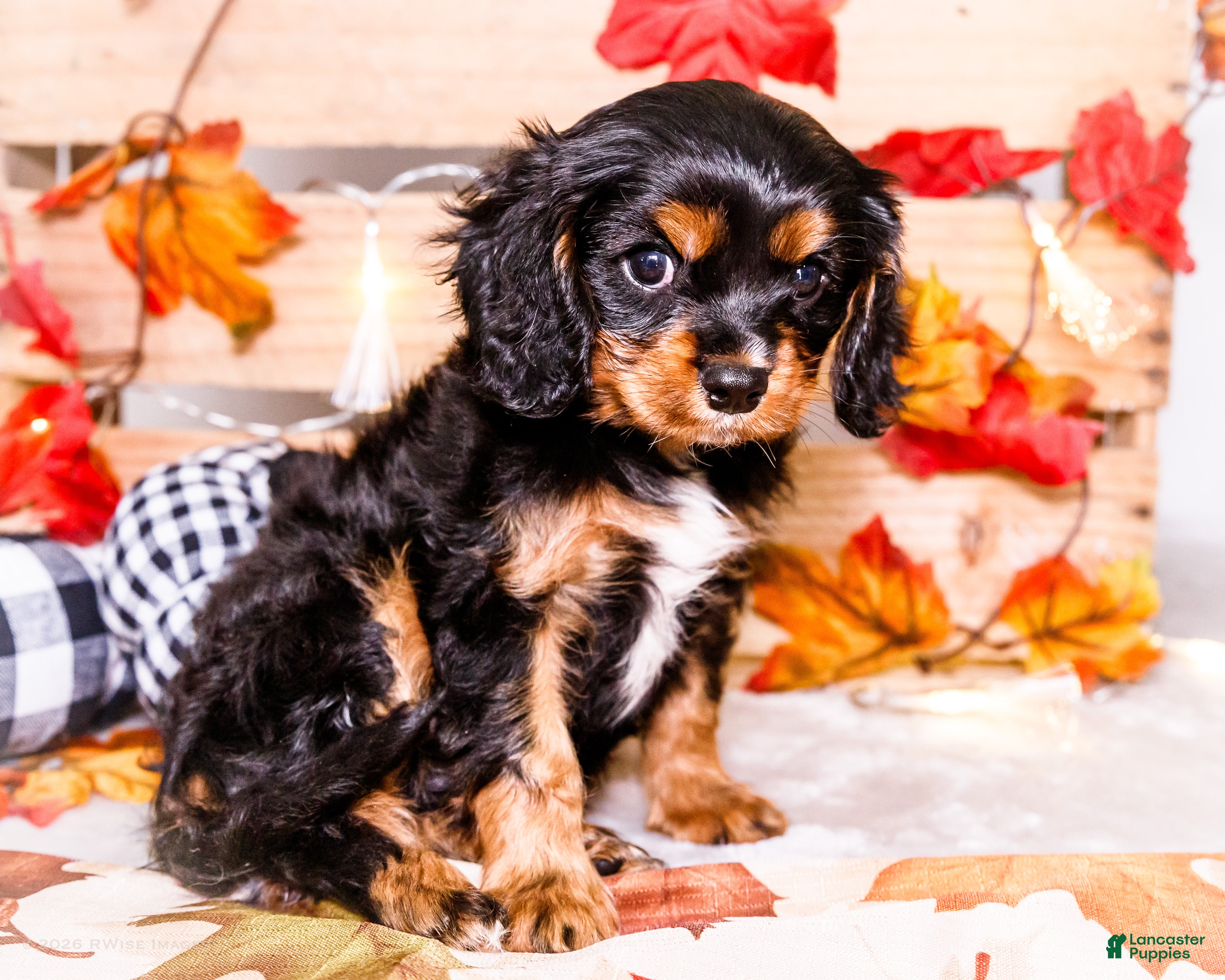 Cavalier King Charles Spaniel dogs for sale: Ian - Ad 1