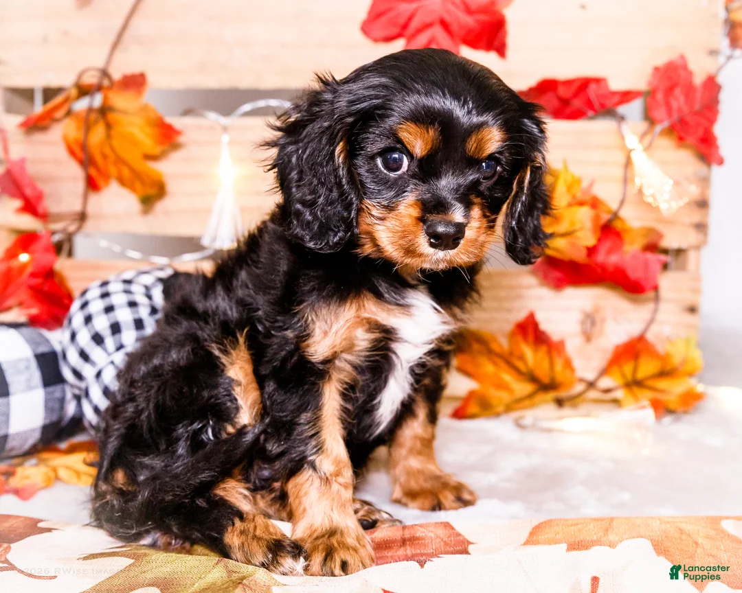 Cavalier King Charles Spaniel dogs for sale: Ian - Ad 1