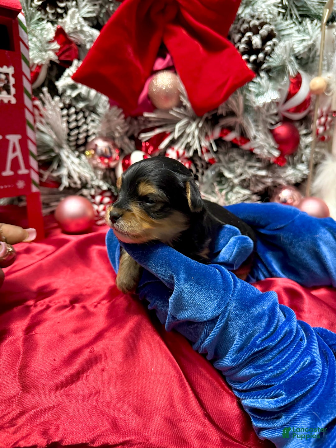 Yorkshire Terrier dogs for sale: Fettuccine  - Ad 9