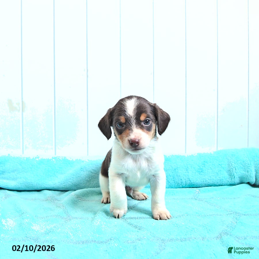 Mixed Breed dogs Prince   - Ad 33