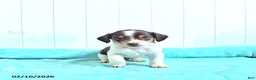 Mixed Breed dogs for sale: Prince   - Ad 1
