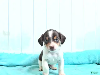 Mixed Breed dogs Prince - Ad 33