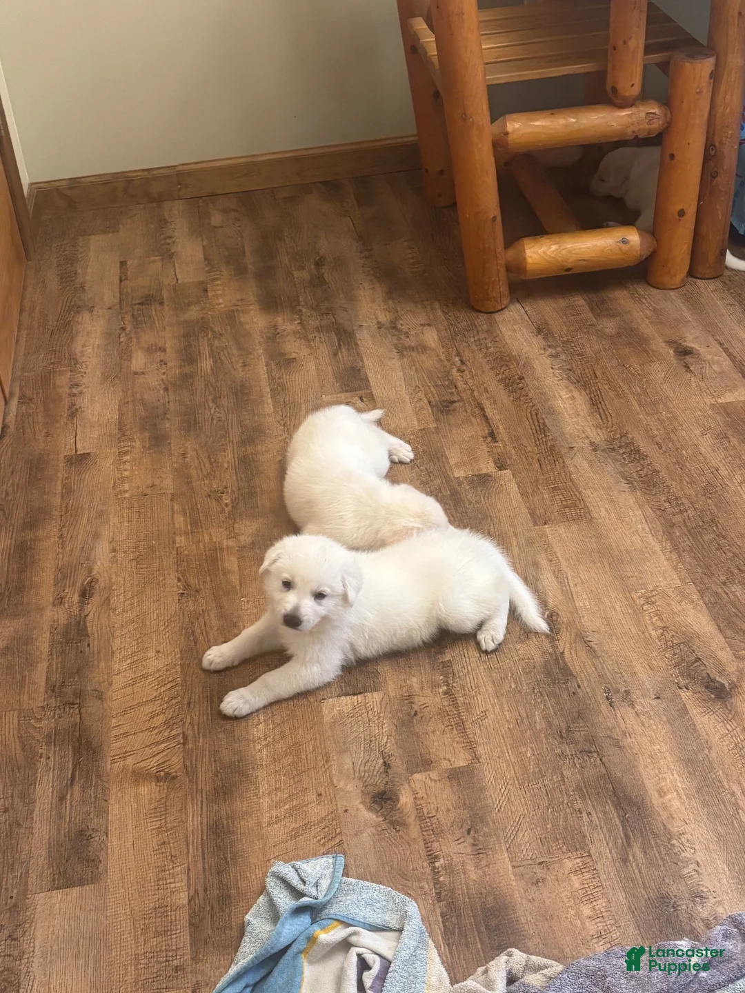 German Shepherd dogs for sale: German Shepherd 1 - Ad 1