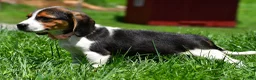 Beagle dogs for sale: Viola - Ad 10