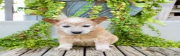 Australian Cattle Dog dogs for sale: Alice - Ad 1
