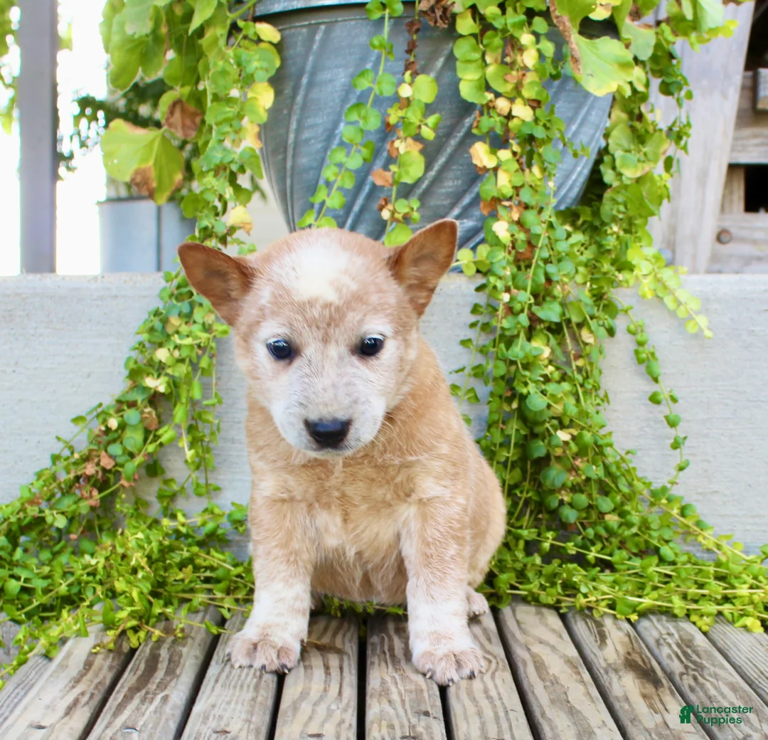 Australian Cattle Dog dogs for sale: Alice - Ad 1