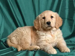 Golden Retriever dogs for sale: Sadie - Ad 4