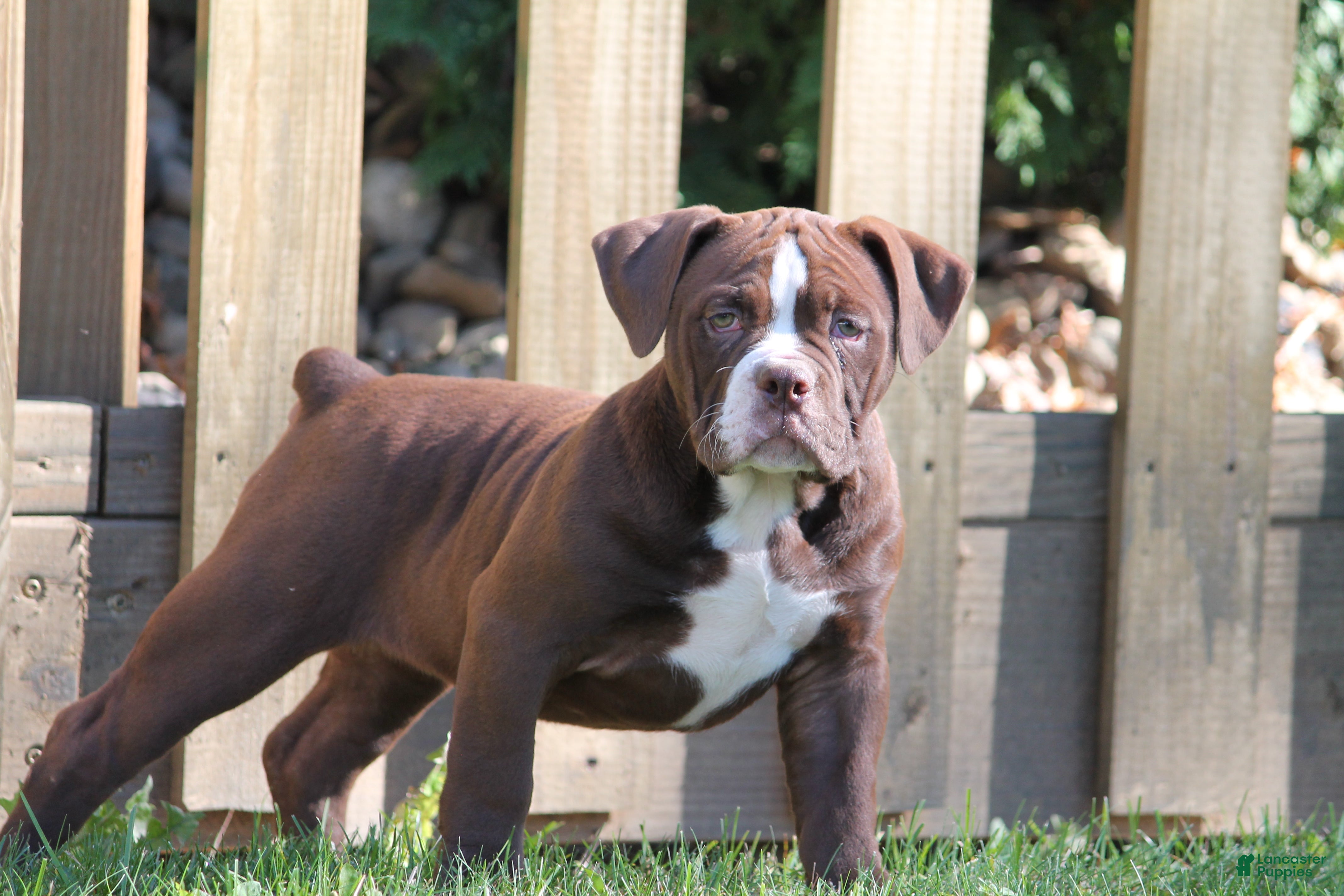 Olde English Bulldogge dogs for sale: Bluegates VERONICA - Ad 1