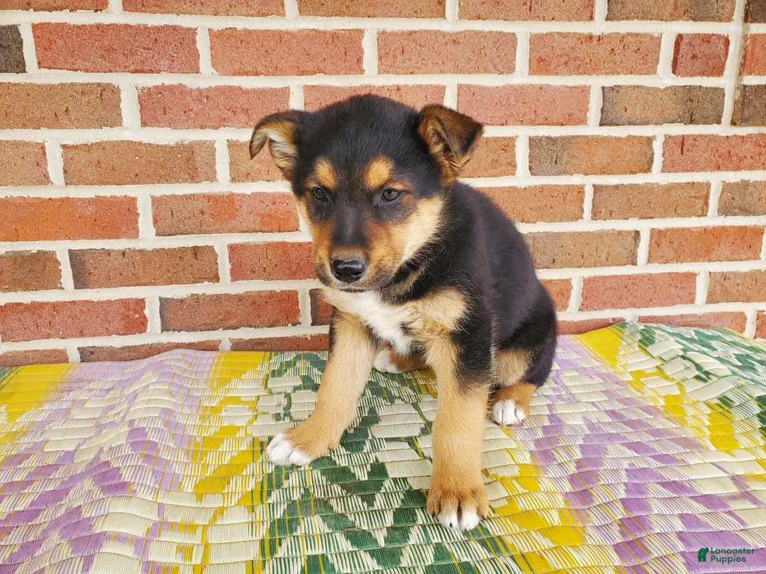 Mixed Breed dogs for sale: Samson - Ad 3