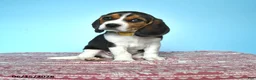 Beagle dogs for sale: Wilber - Ad 4