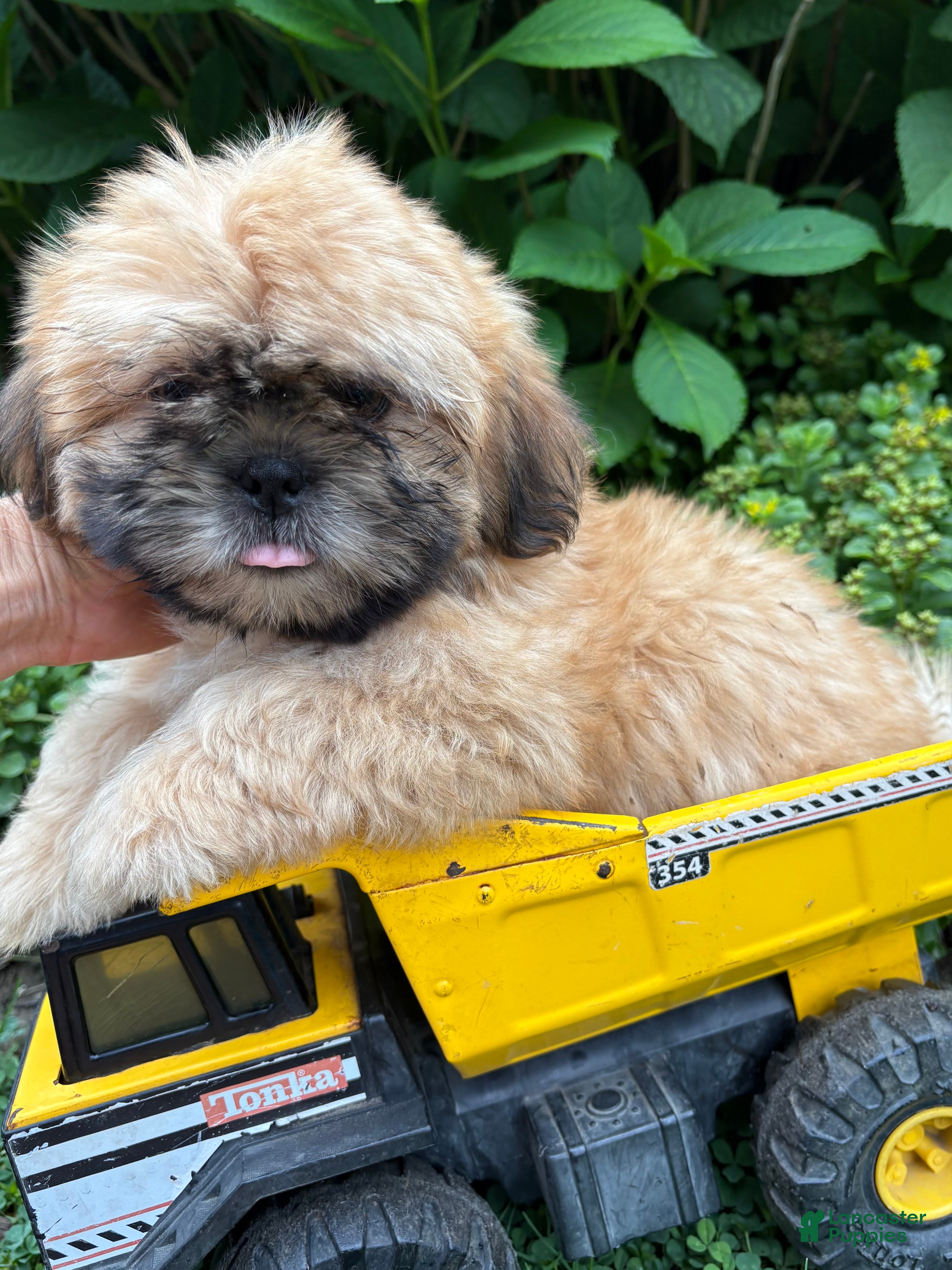 Shih Tzu dogs Jackson - Ad 2
