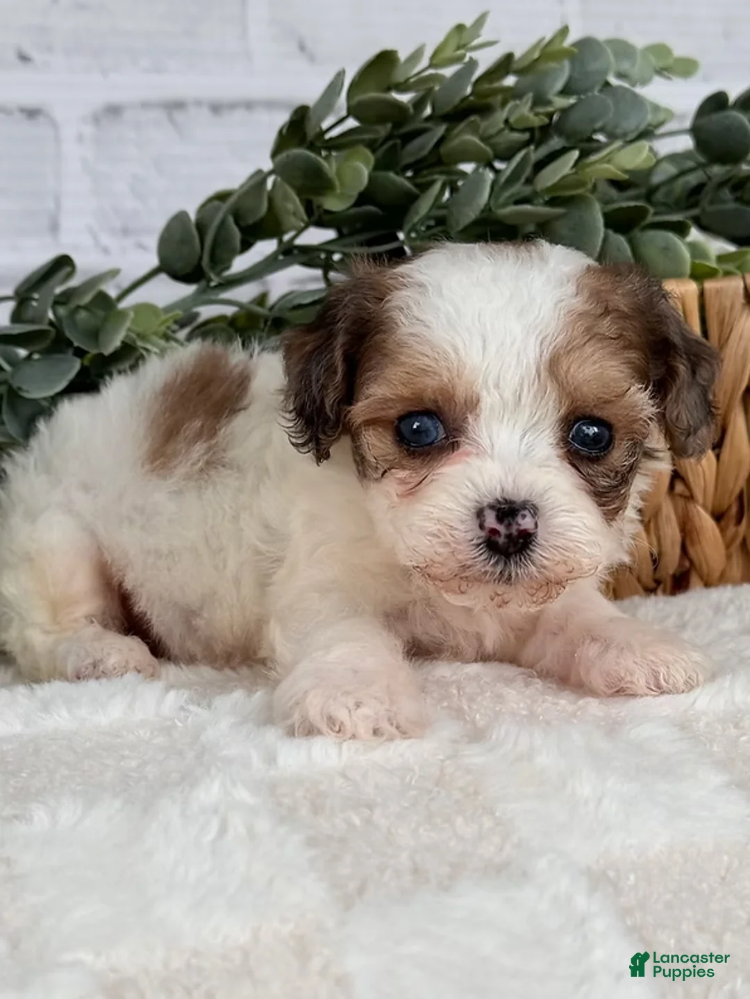 Toy Poodle dogs for sale: Toy Poodle Puppy 2 - Ad 1