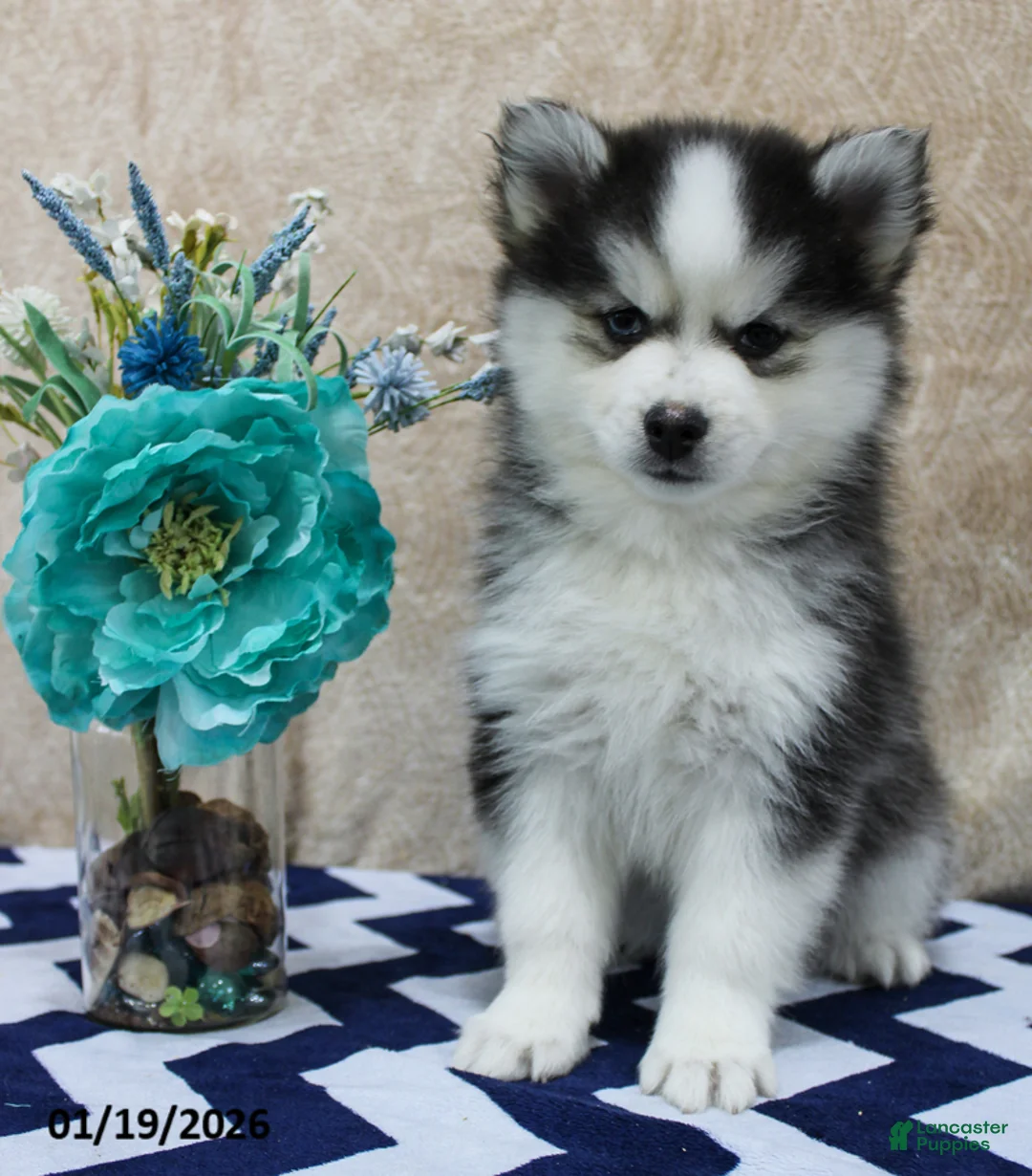 Pomsky dogs for sale: Cruz - Ad 2