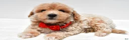 Maltipoo dogs for sale: Leo - Ad 5