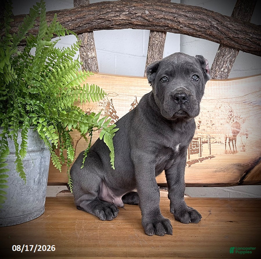 Cane Corso dogs Sargent - Ad 1