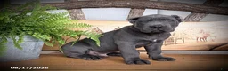 Cane Corso dogs for sale: Sargent - Ad 1
