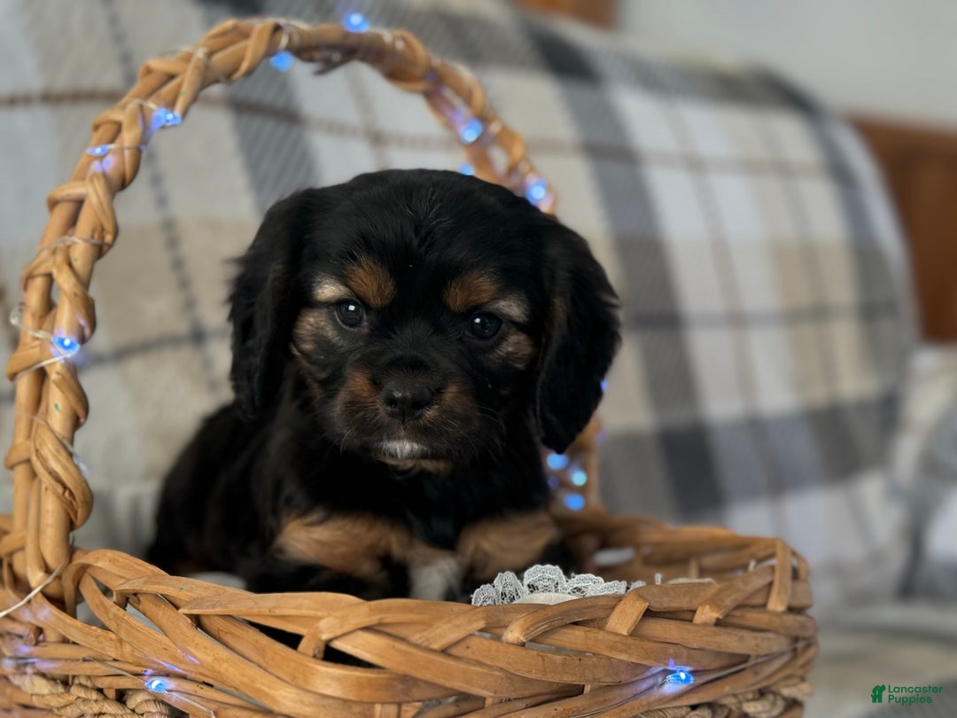 Mixed Breed dogs for sale: Jassity - Ad 5