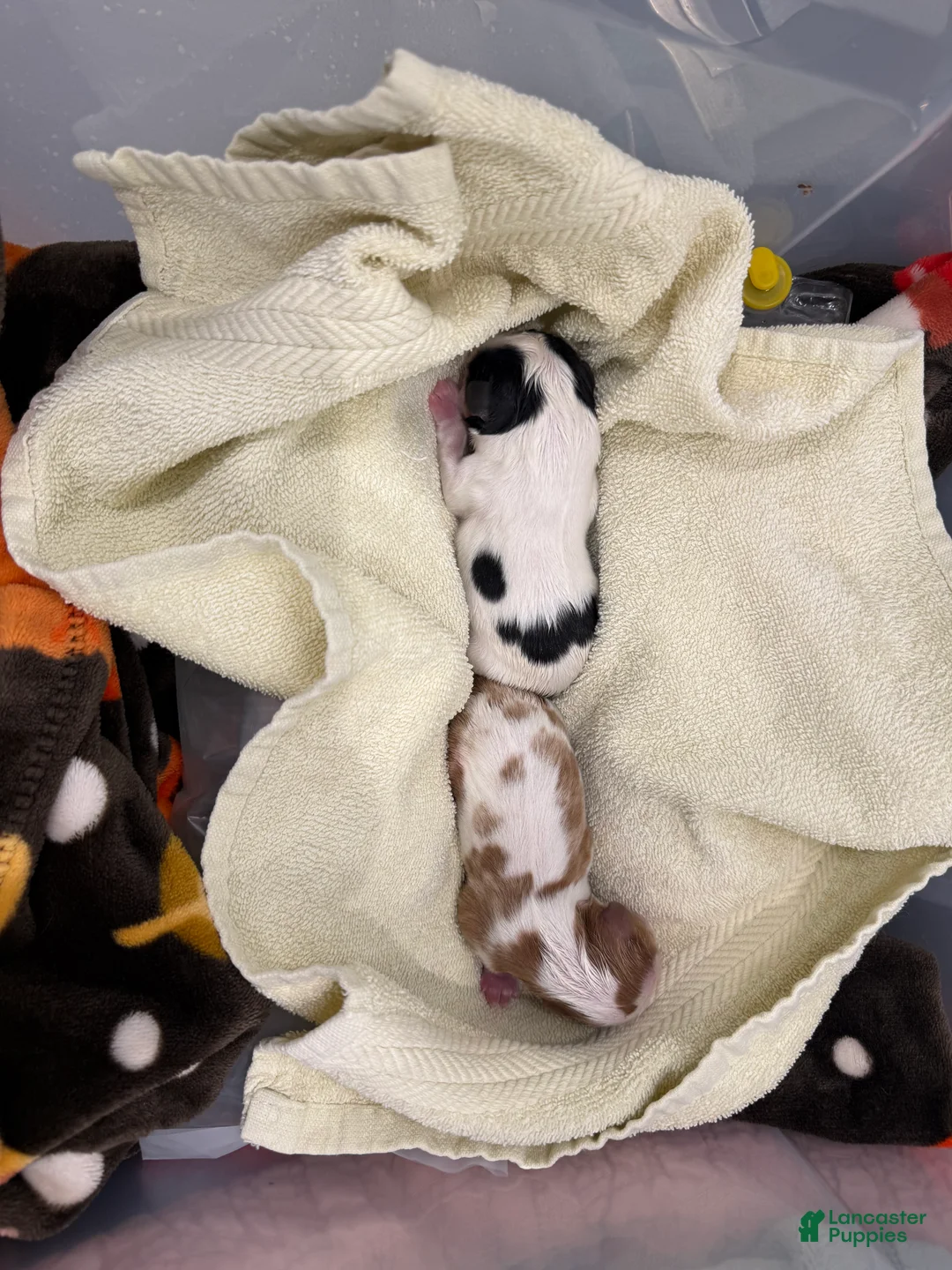 Cavalier King Charles Spaniel dogs for sale: Maple - Ad 2