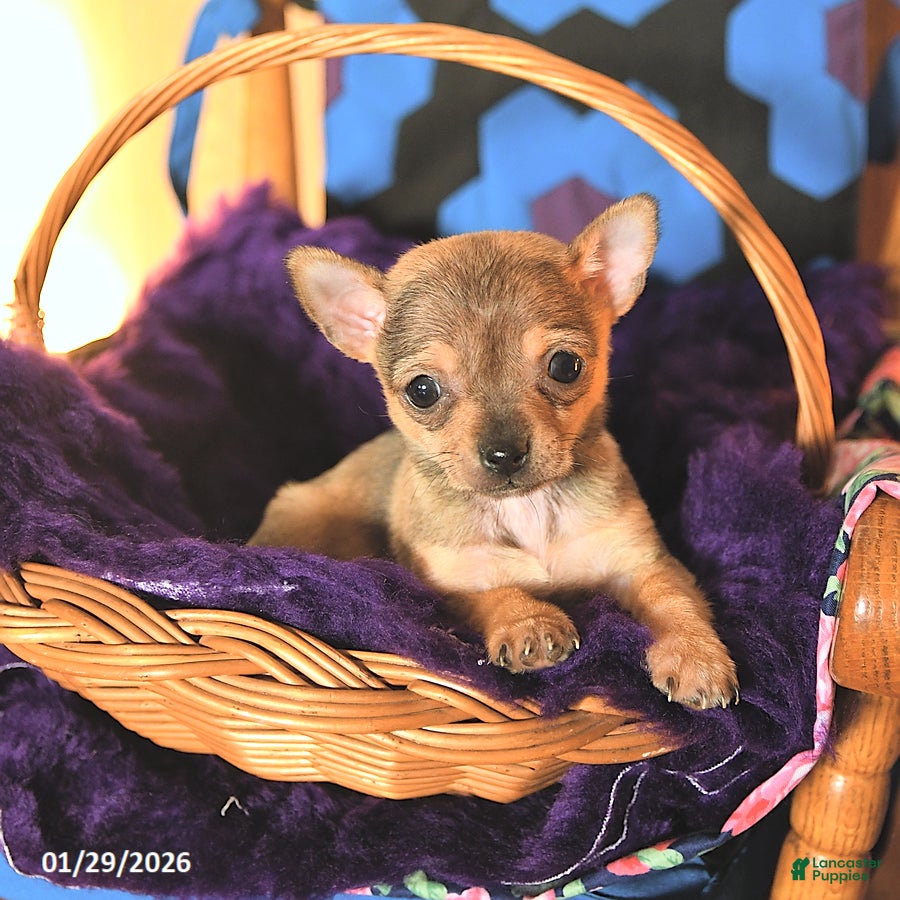 Chihuahua dogs Cuddles - Ad 34