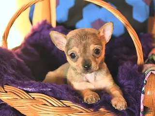Chihuahua dogs Cuddles - Ad 34