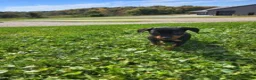 Miniature Pinscher dogs for sale: Male  - Ad 2