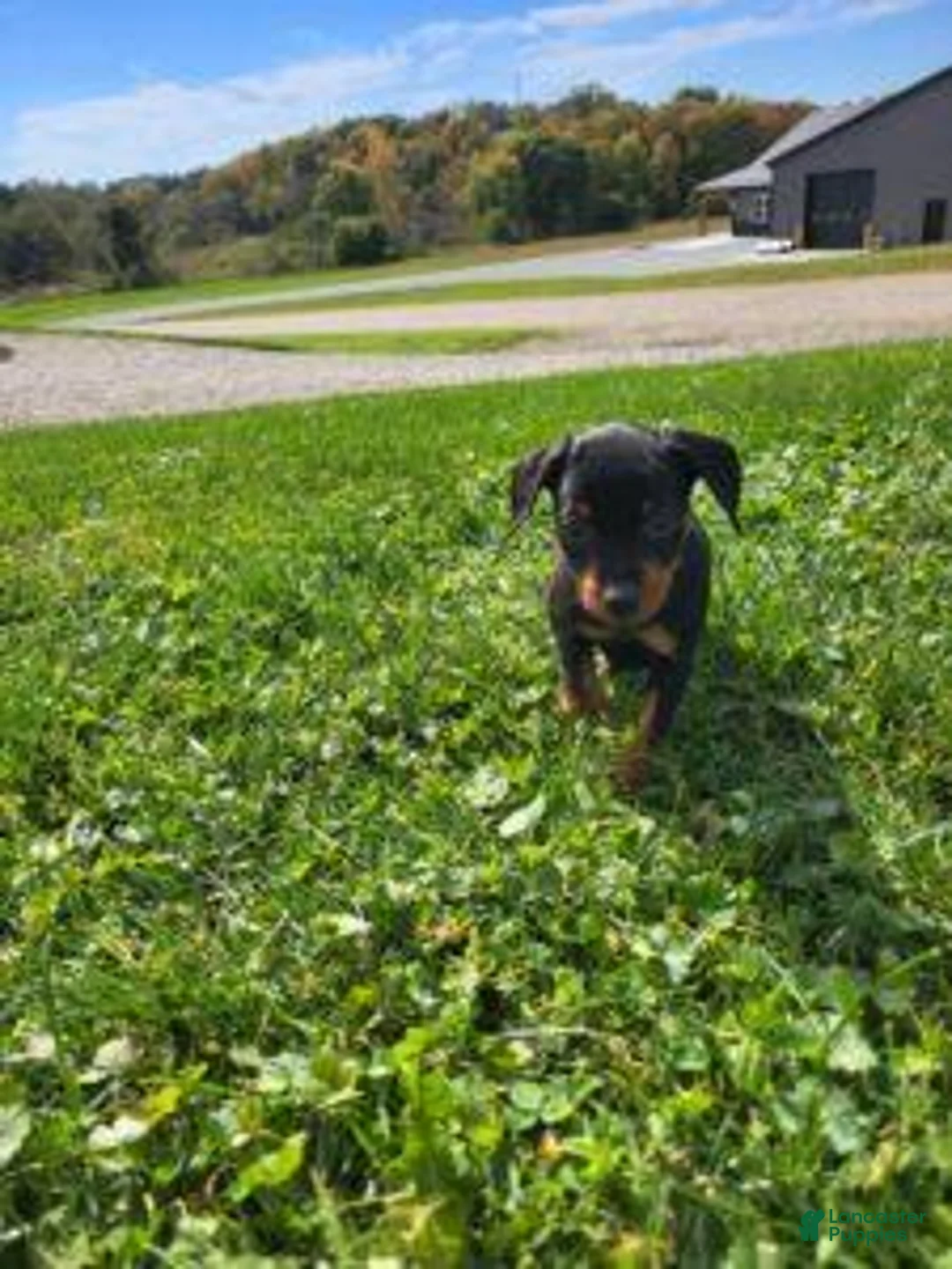 Miniature Pinscher dogs for sale: Male  - Ad 2