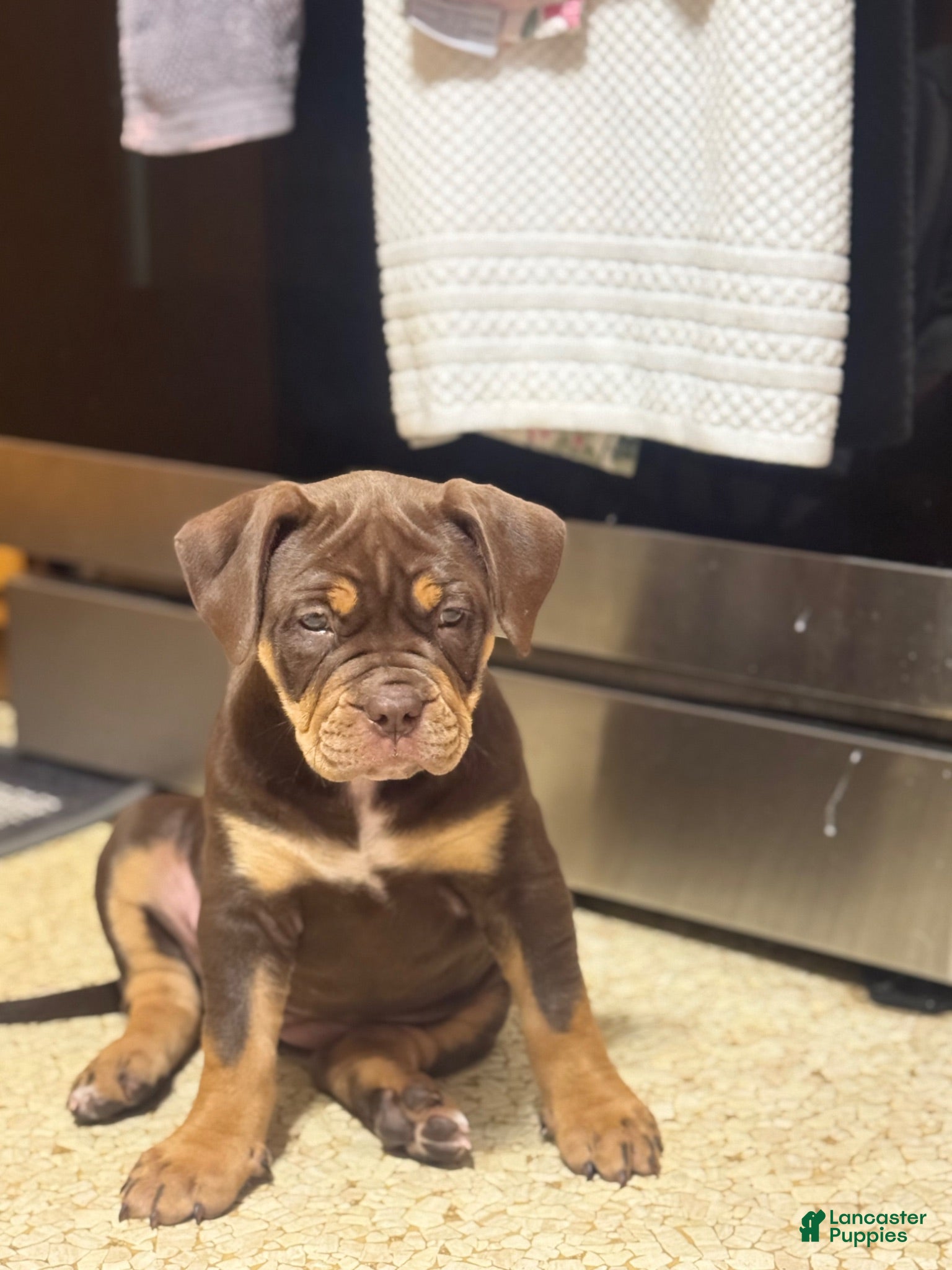 American Bully dogs American Bully 1 - Ad 35