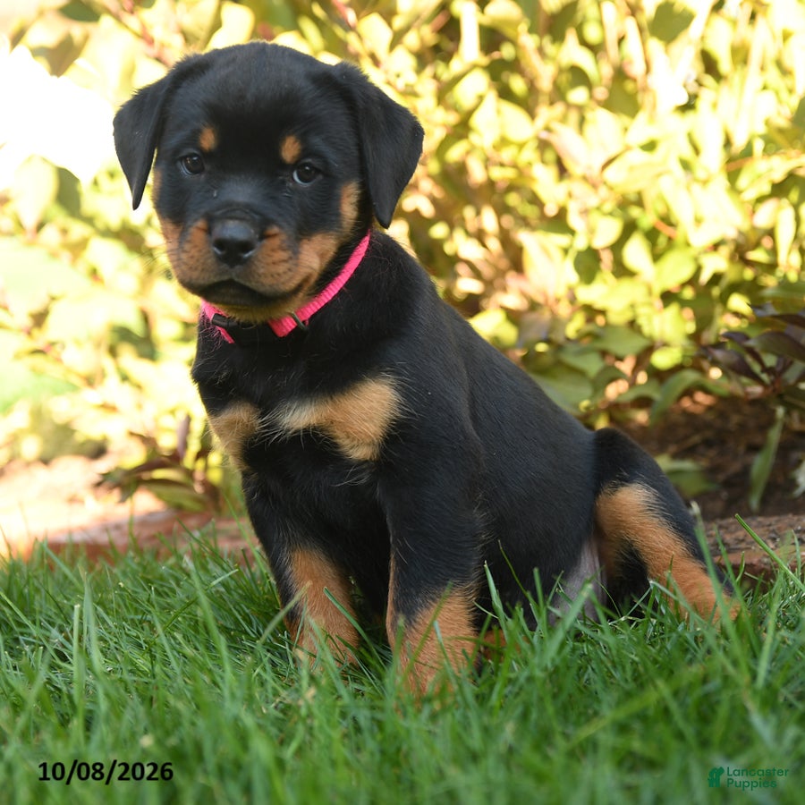 Rottweiler dogs Prudence - Ad 1